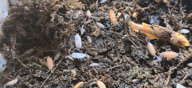 Rainbow Mix Powdered isopods (Porcellionides Pruinosus) - Isopods For Sale UK | PostPods